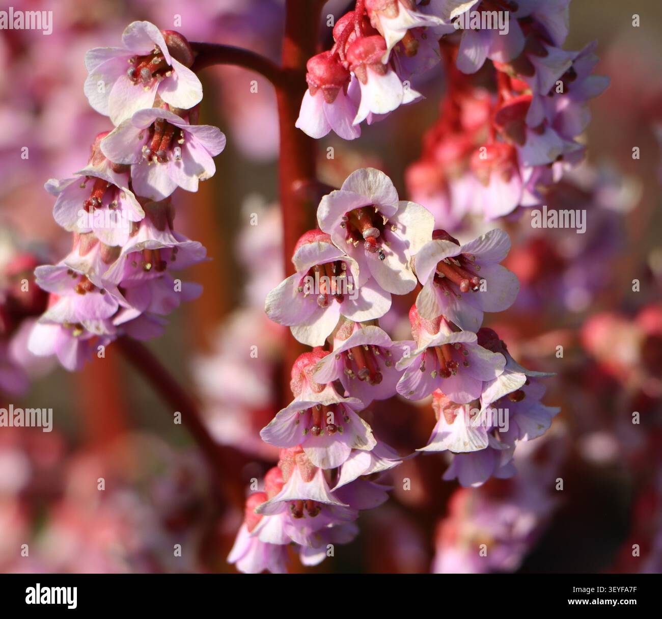 Bergenia crassifolia (bergenia a foglia di cuore) cresce in un giardino Foto Stock