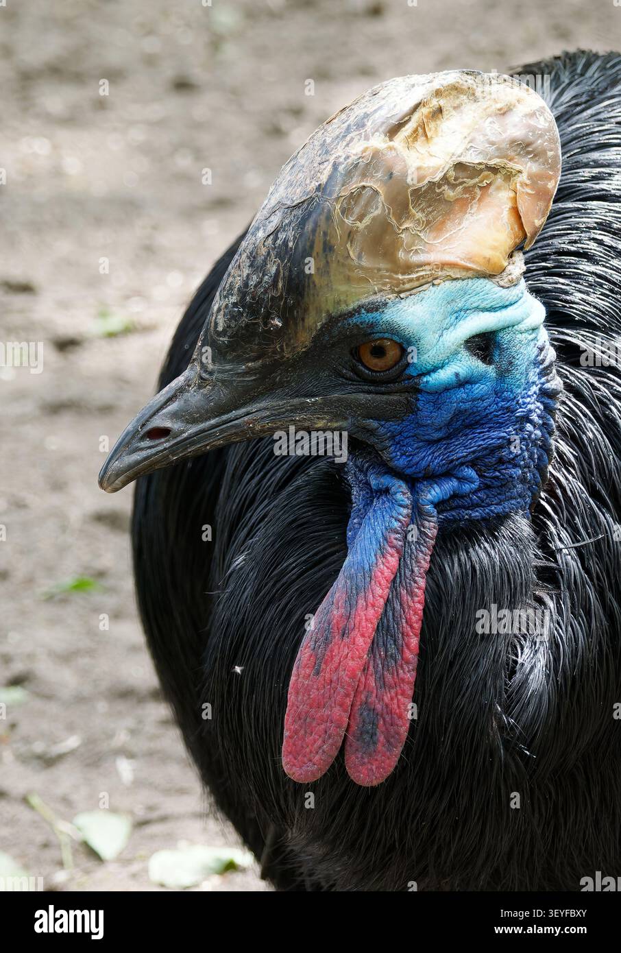 Cassowary meridionale, cassowary a doppio wattled, cassowary australiano o cassowary a due wattled, Helmkasuar, Casoar à casque, casuarius casuarius Foto Stock