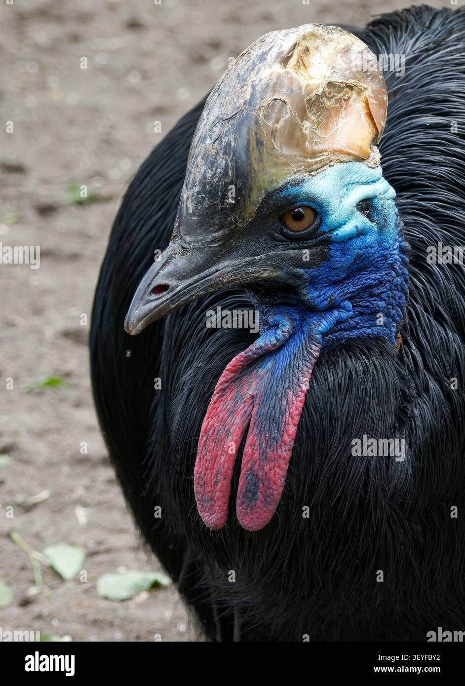 Cassowary meridionale, cassowary a doppio wattled, cassowary australiano o cassowary a due wattled, Helmkasuar, Casoar à casque, casuarius casuarius Foto Stock