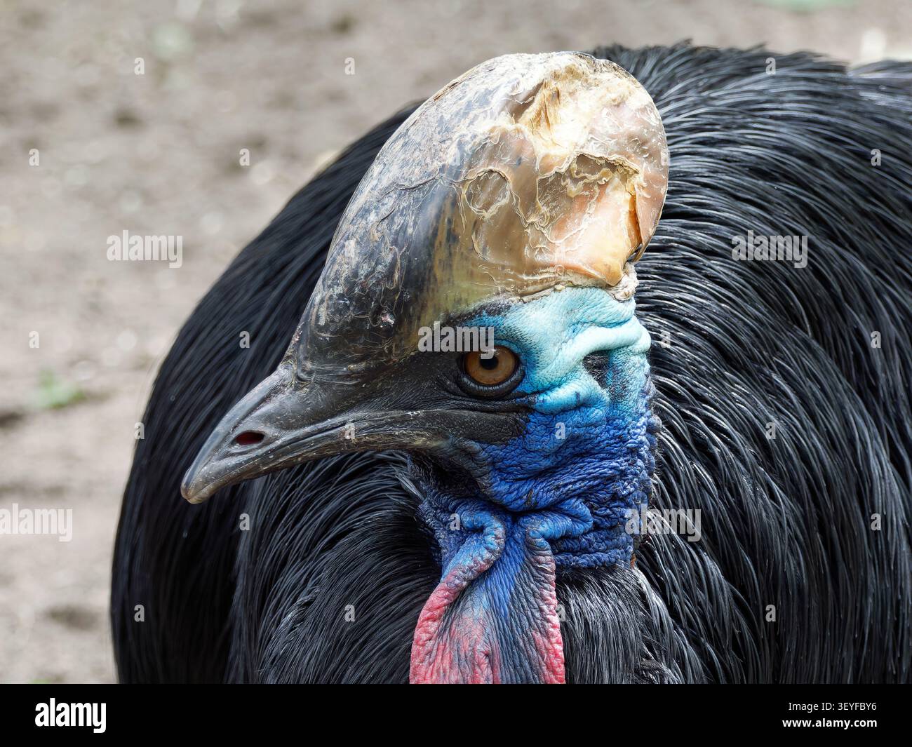Cassowary meridionale, cassowary a doppio wattled, cassowary australiano o cassowary a due wattled, Helmkasuar, Casoar à casque, casuarius casuarius Foto Stock