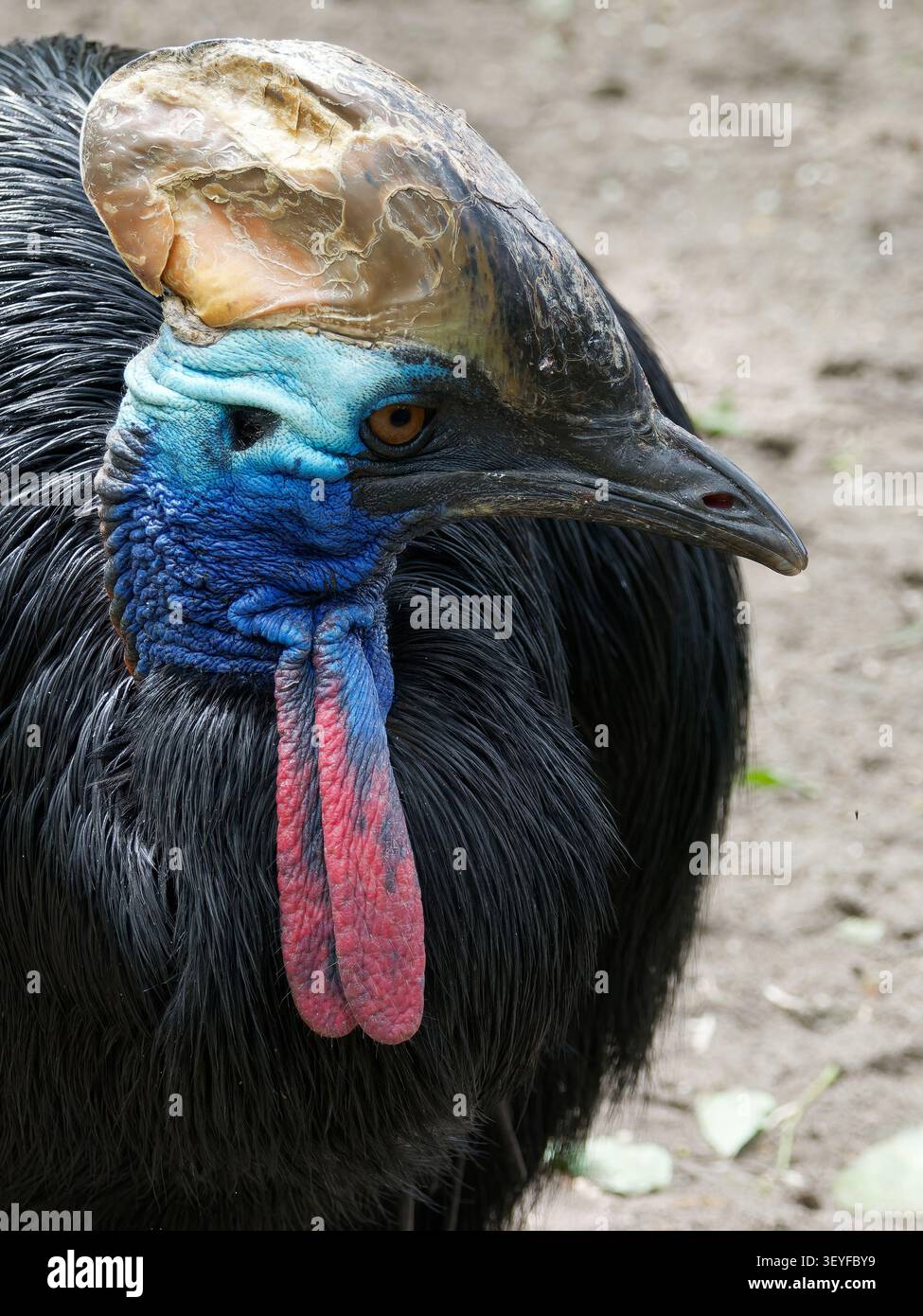 Cassowary meridionale, cassowary a doppio wattled, cassowary australiano o cassowary a due wattled, Helmkasuar, Casoar à casque, casuarius casuarius Foto Stock