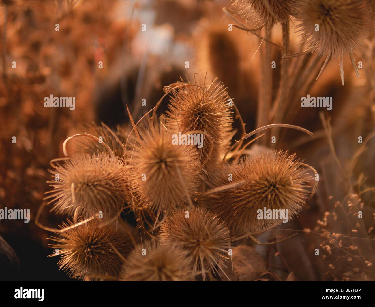 Cardo comune (Dipsacus fullonum) Capi di semi essiccati illuminati dal tramonto dorato Foto Stock