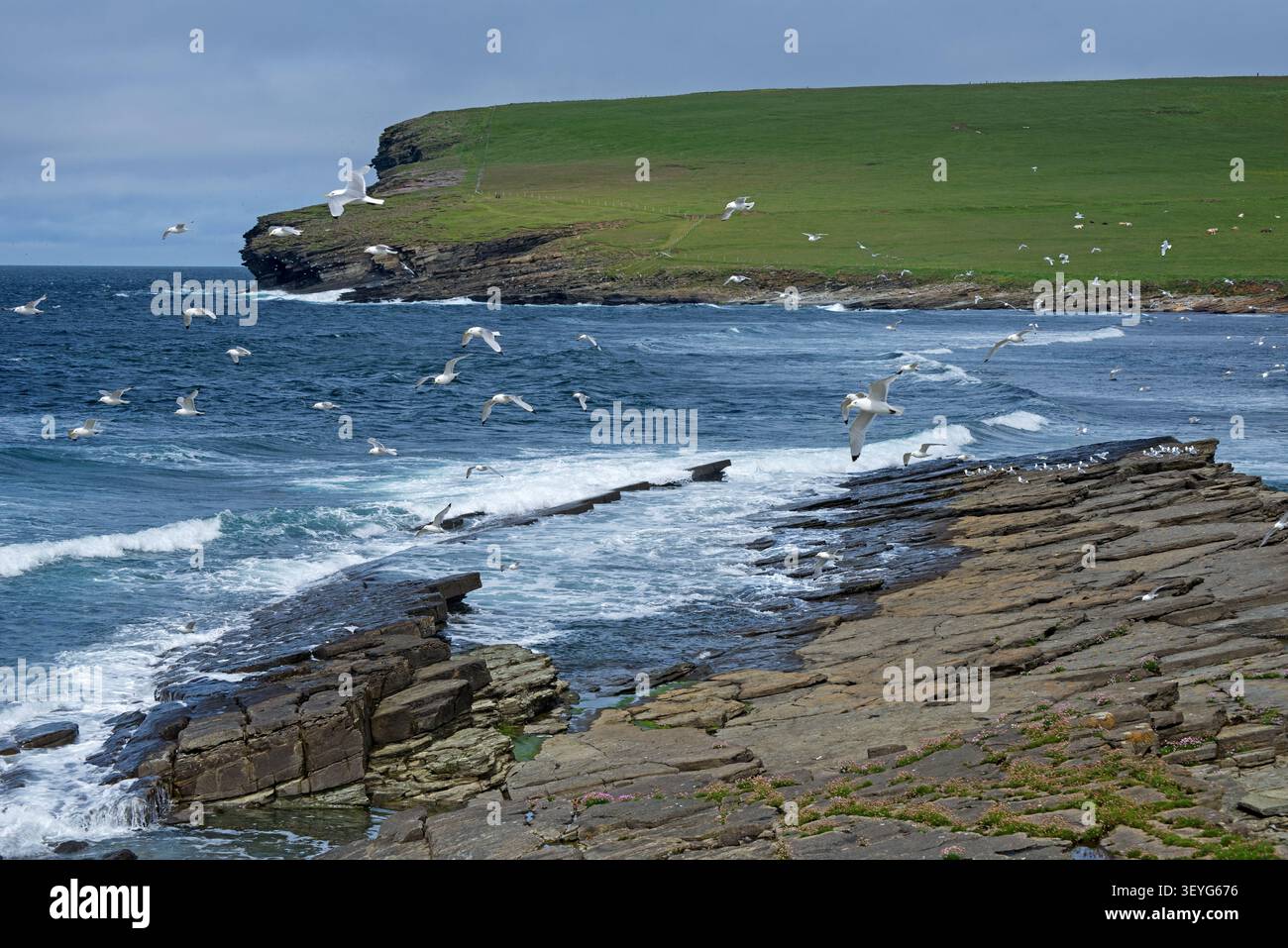 RSPB Scotland Marwick Head Nature Reserve, Orcadi, Scozia, Regno Unito. Foto Stock