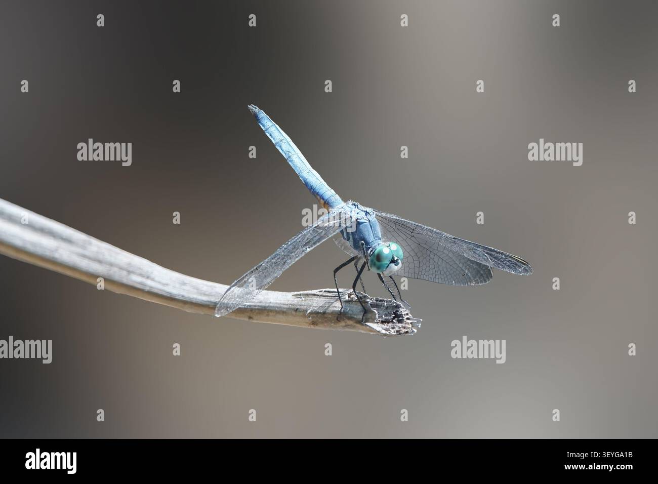 Libellula azzurra appollaiata su un ramo secco con sfondo morbido Foto Stock