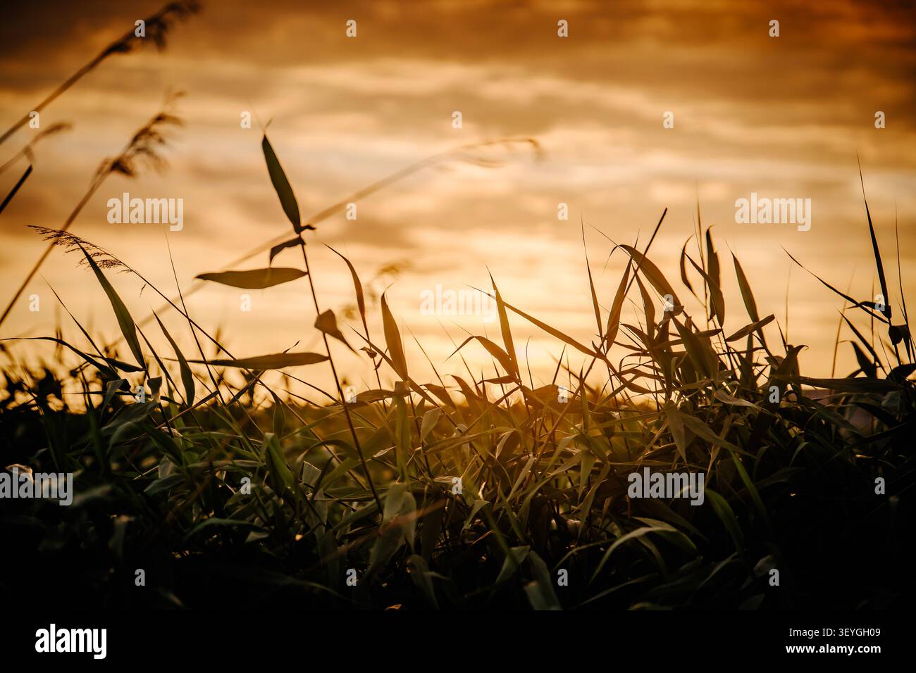 sfondo sfocato con nuvole, piante accanto al lago Foto Stock