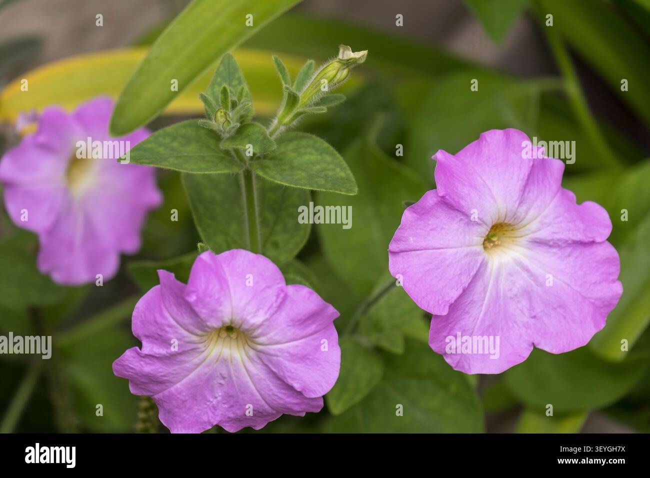 Petunie in un giardino Foto Stock
