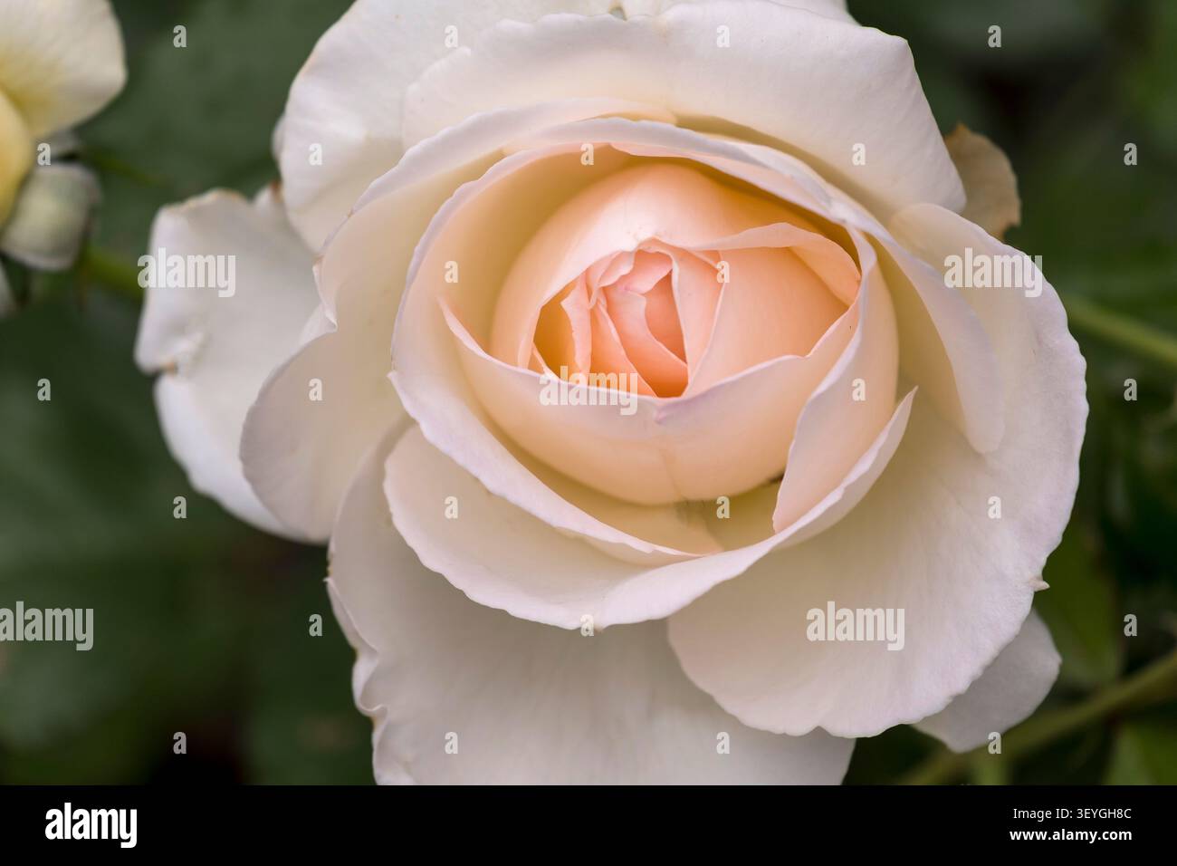 Dettaglio di una rosa in fiore Foto Stock