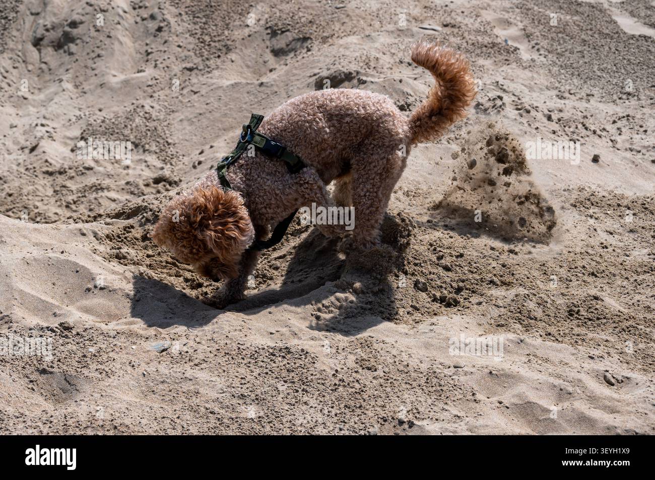 Un barboncino sta scavando nella sabbia della spiaggia in una giornata di sole. Foto Stock