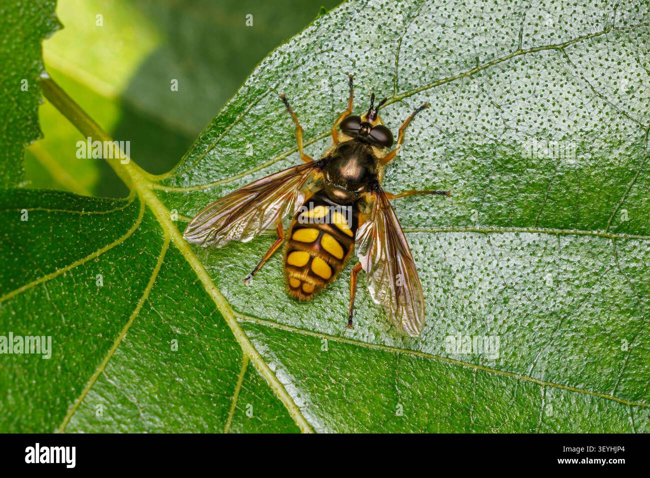 La Somula decora, una mosca scirofila (famiglia Syrphidae), è una vespa scoliide. Donna. Foto Stock