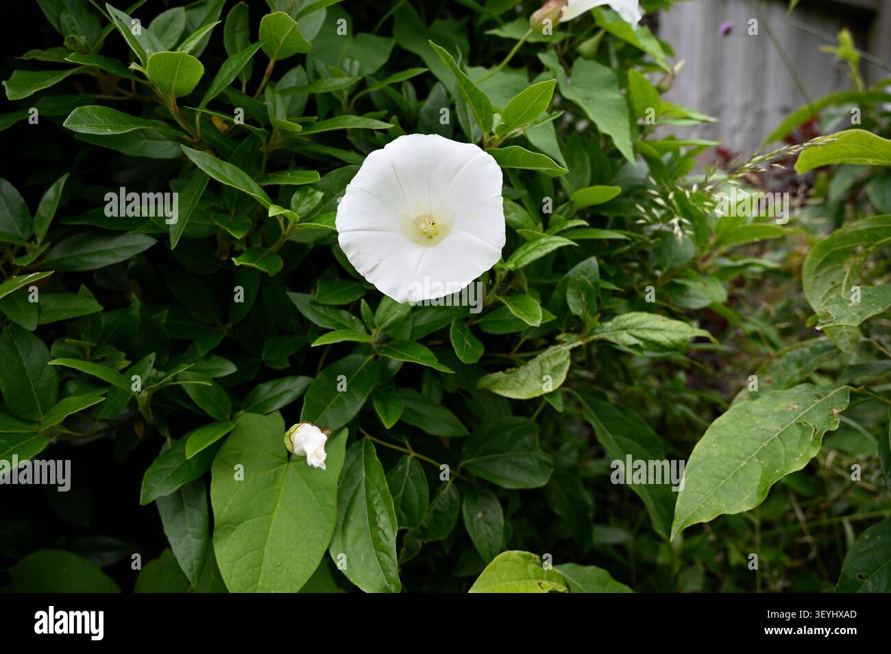 Siepe (Calistegia sepium) Foto Stock