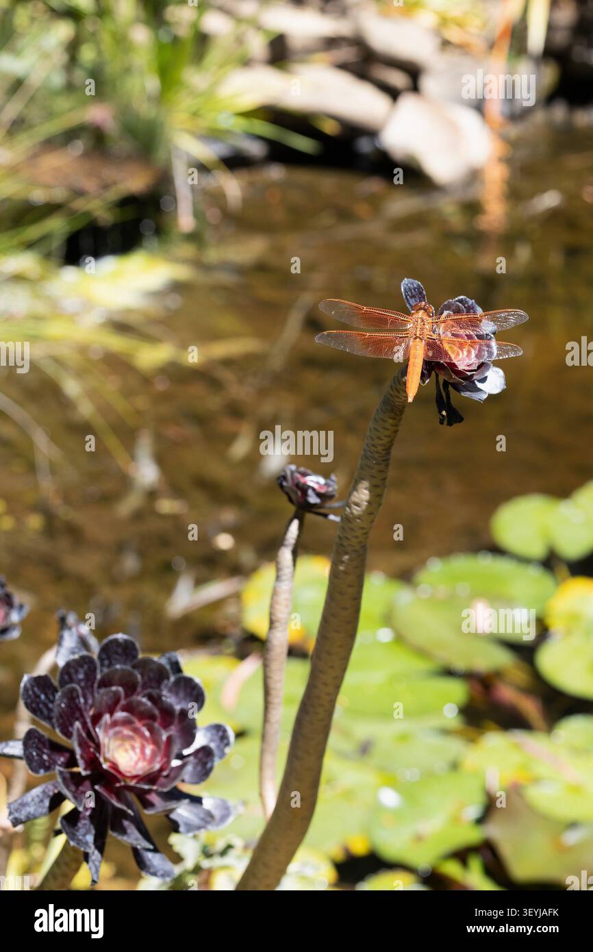 Libellula saturata Foto Stock