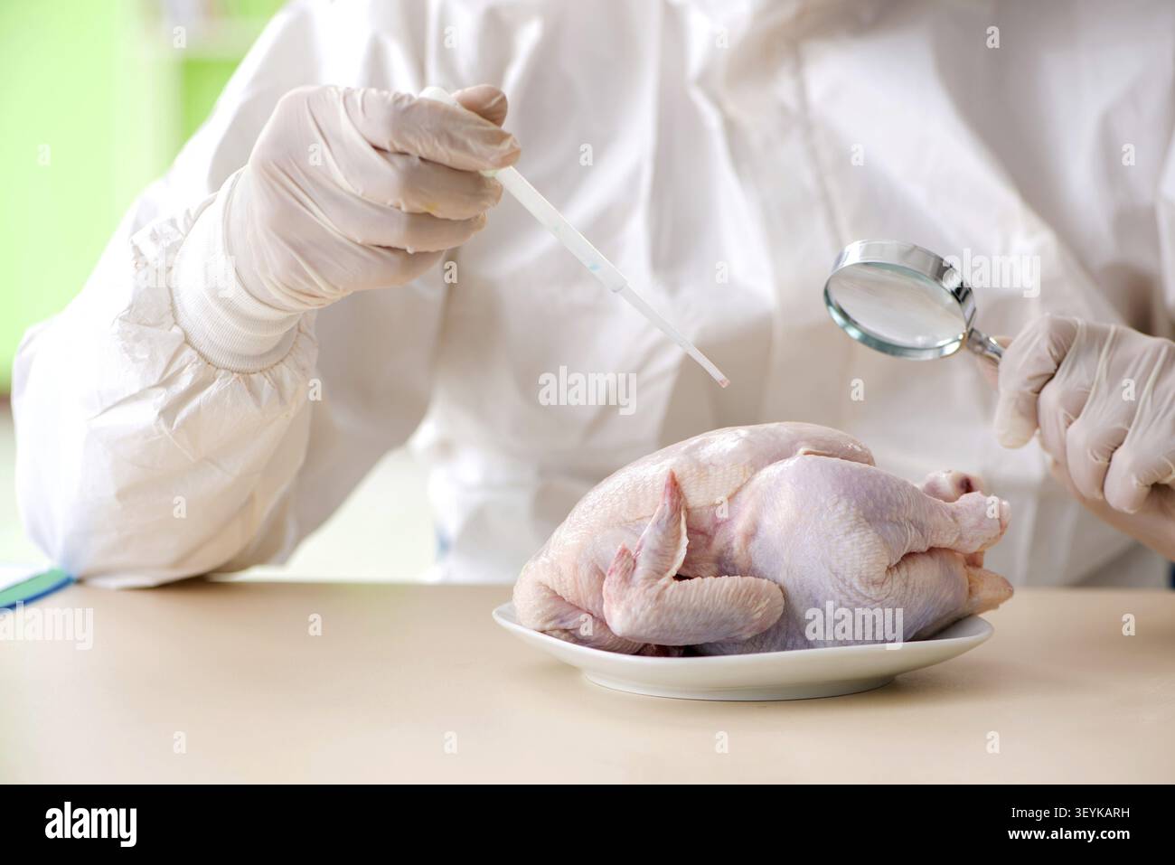 Assistente di laboratorio test pollo OGM Foto Stock