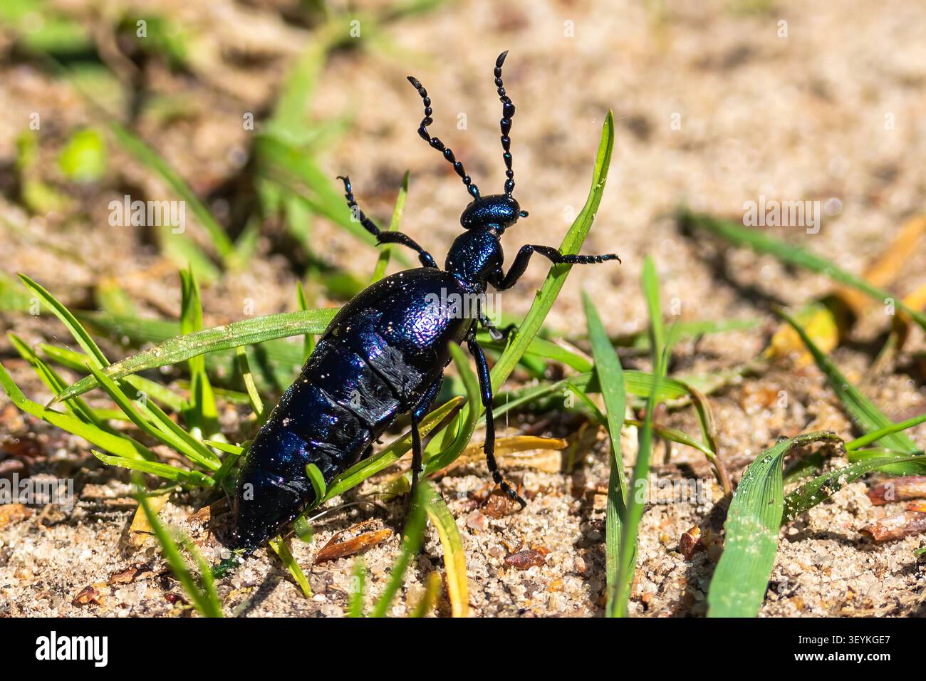 Macro close-up di una scarabeide femmina che cammina su terreno sabbioso tra erba fresca, mostrando il suo corpo blu metallico in primavera, Lituania. Foto Stock