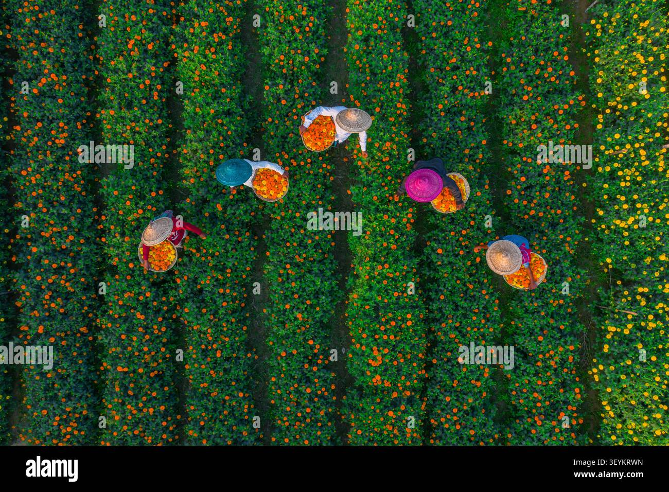Bogura, Bangladesh - 28 dicembre 2021: Veduta aerea degli agricoltori che indossano cappelli tradizionali che raccolgono vibranti fiori arancioni di calendula in un grande campo Foto Stock