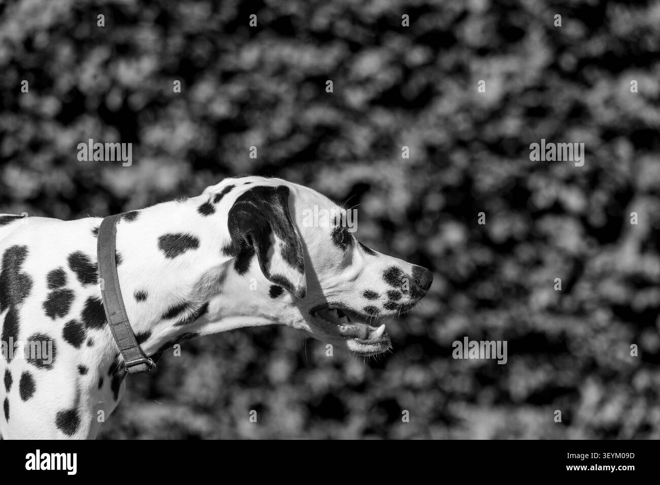 Ritratto dalmata in bianco e nero: Profilo laterale di un cane maculato su uno sfondo scuro Foto Stock