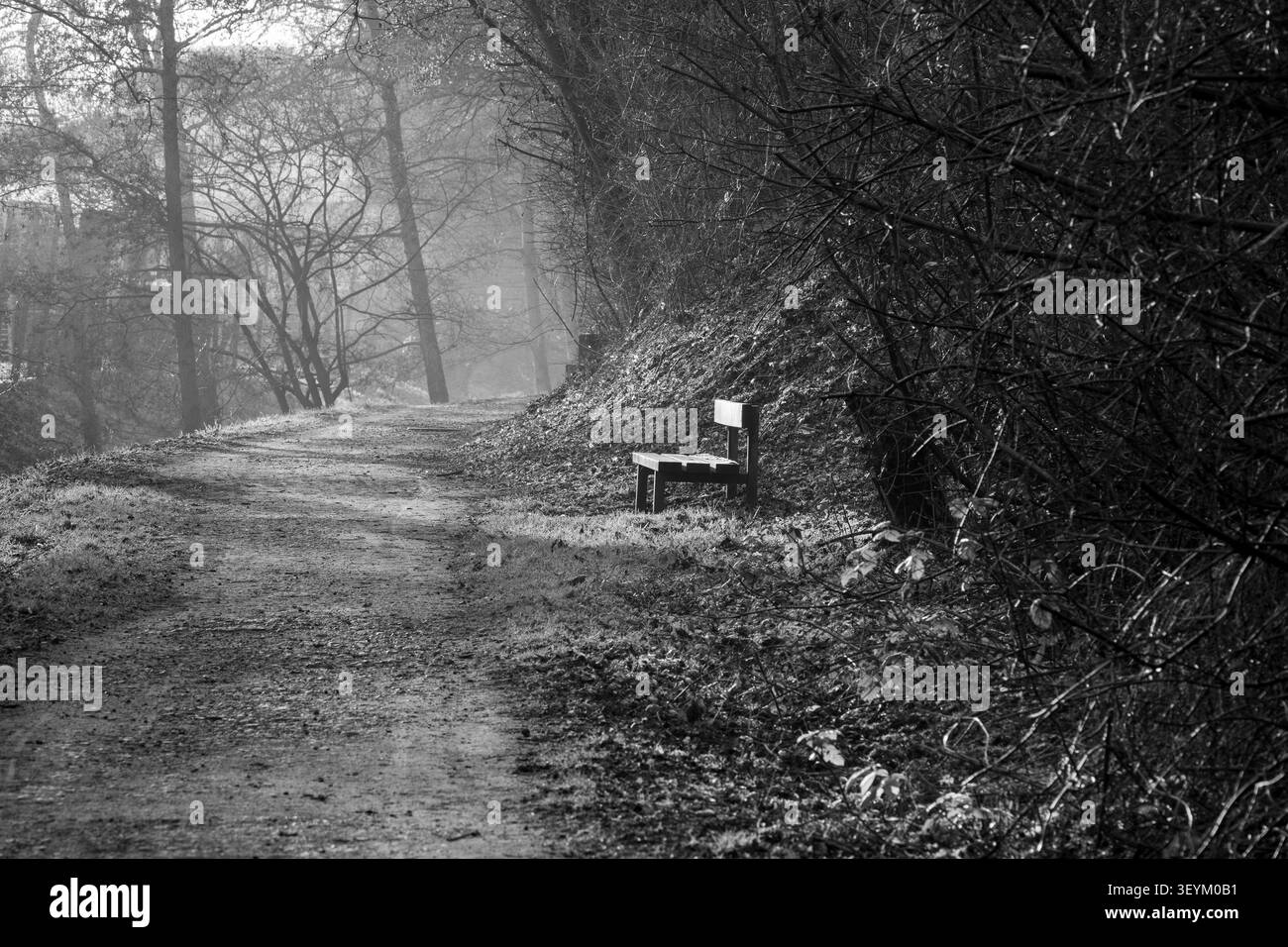 Una panchina solitaria al limitare della foresta: Malinconica fotografia in bianco e nero di un sentiero vuoto. Foto Stock