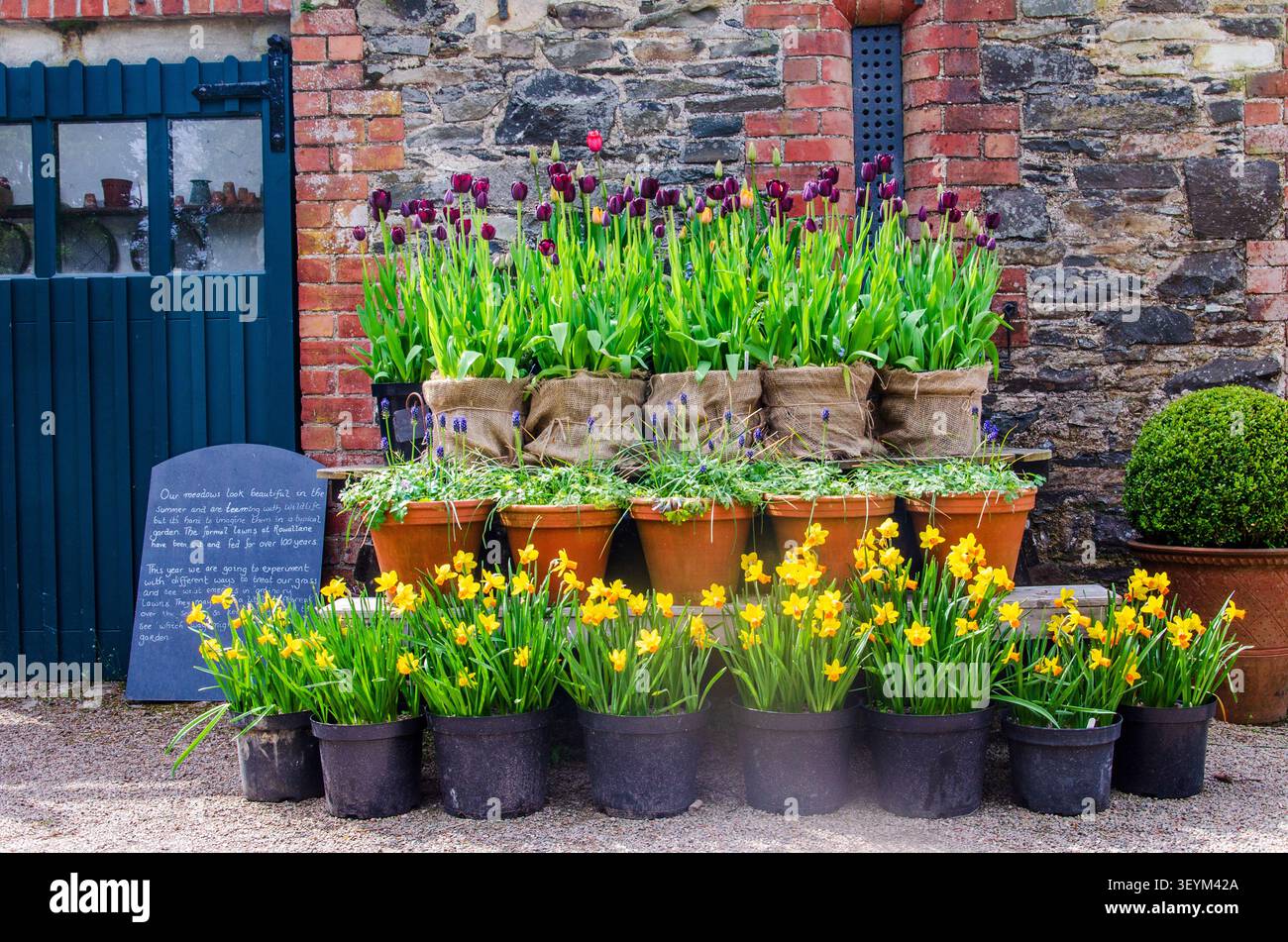 Bella esposizione di tulipani e narcisi in vaso contro una parete di pietra ideale per uno sfondo Foto Stock