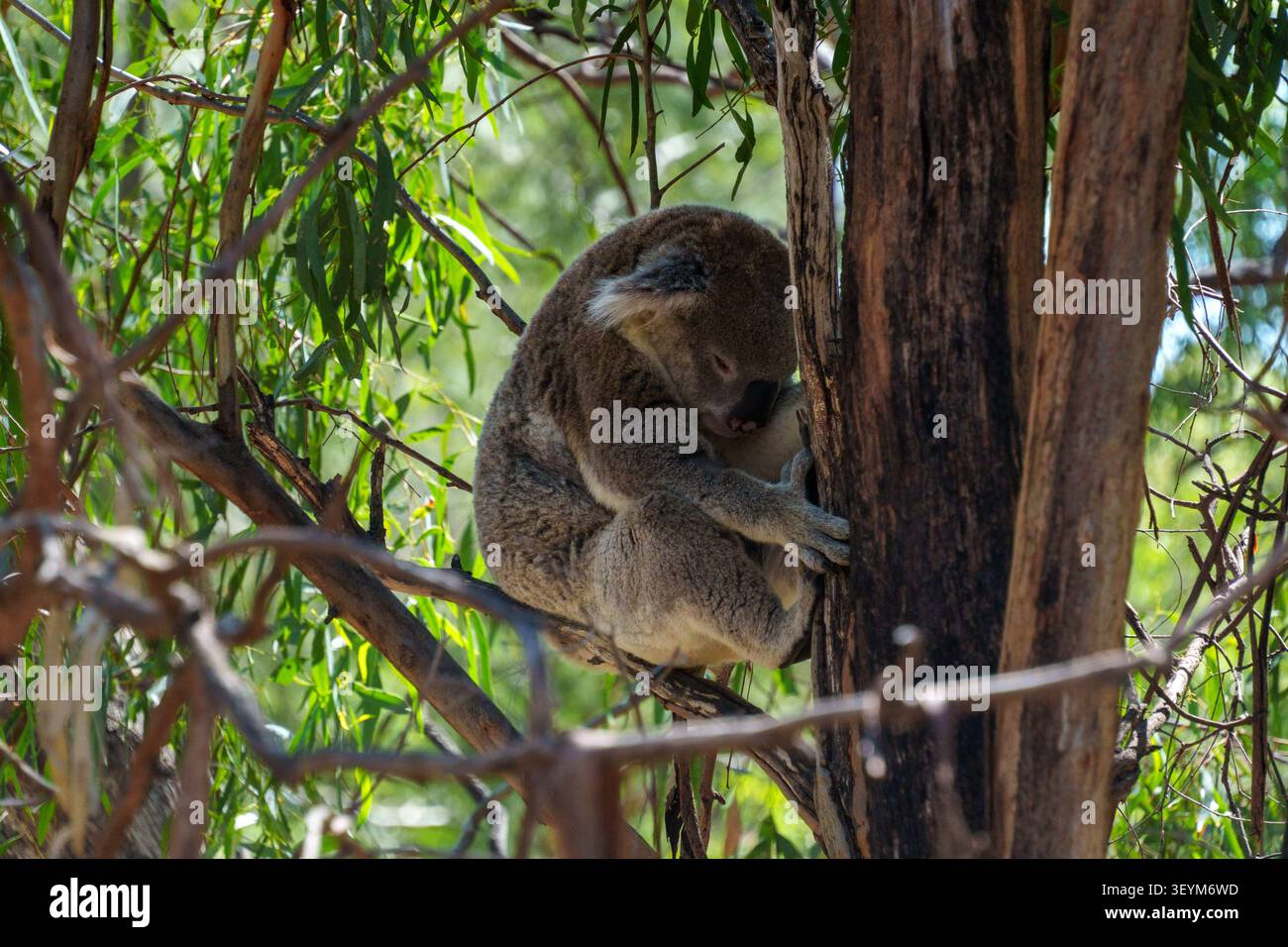Un soffice koala riposa pacificamente, arricciato contro la corteccia di un albero di eucalipto, mettendo in evidenza momenti tranquilli della natura e della fauna selvatica. Foto Stock