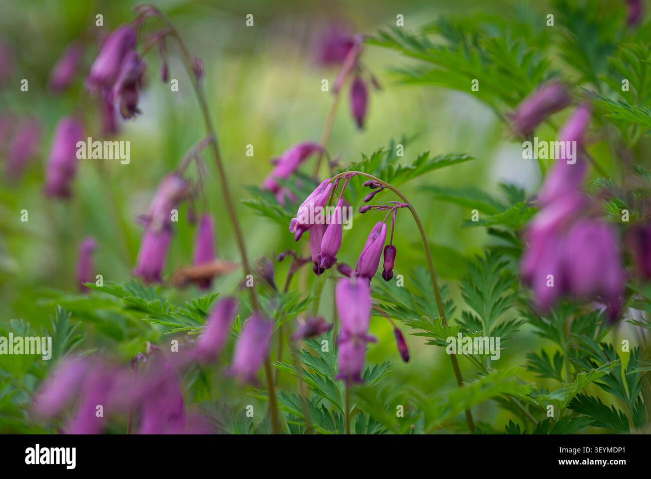 Cuore sanguinante selvatico (Dicentra formosa) che mostra grazioli fiori rosa a forma di cuore in un lussureggiante giardino boschivo con una morbida chioma verde. Foto Stock