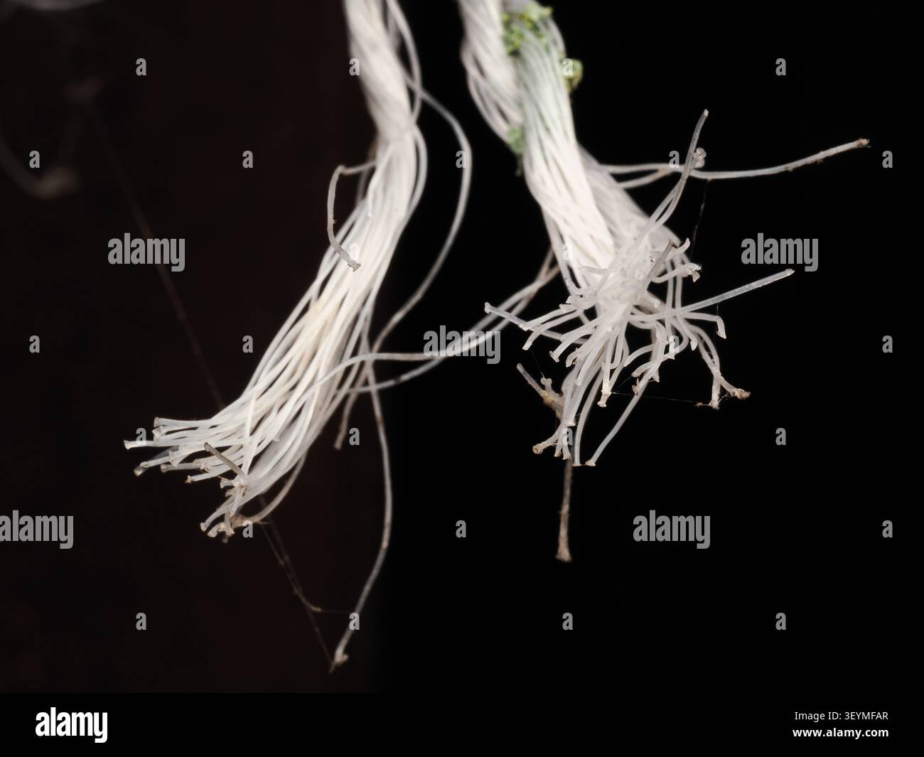 Estremità sfilacciata di una corda di nylon bianca, dove le fibre sintetiche interne si sono srotolate in sottili filamenti semi-trasparenti Foto Stock