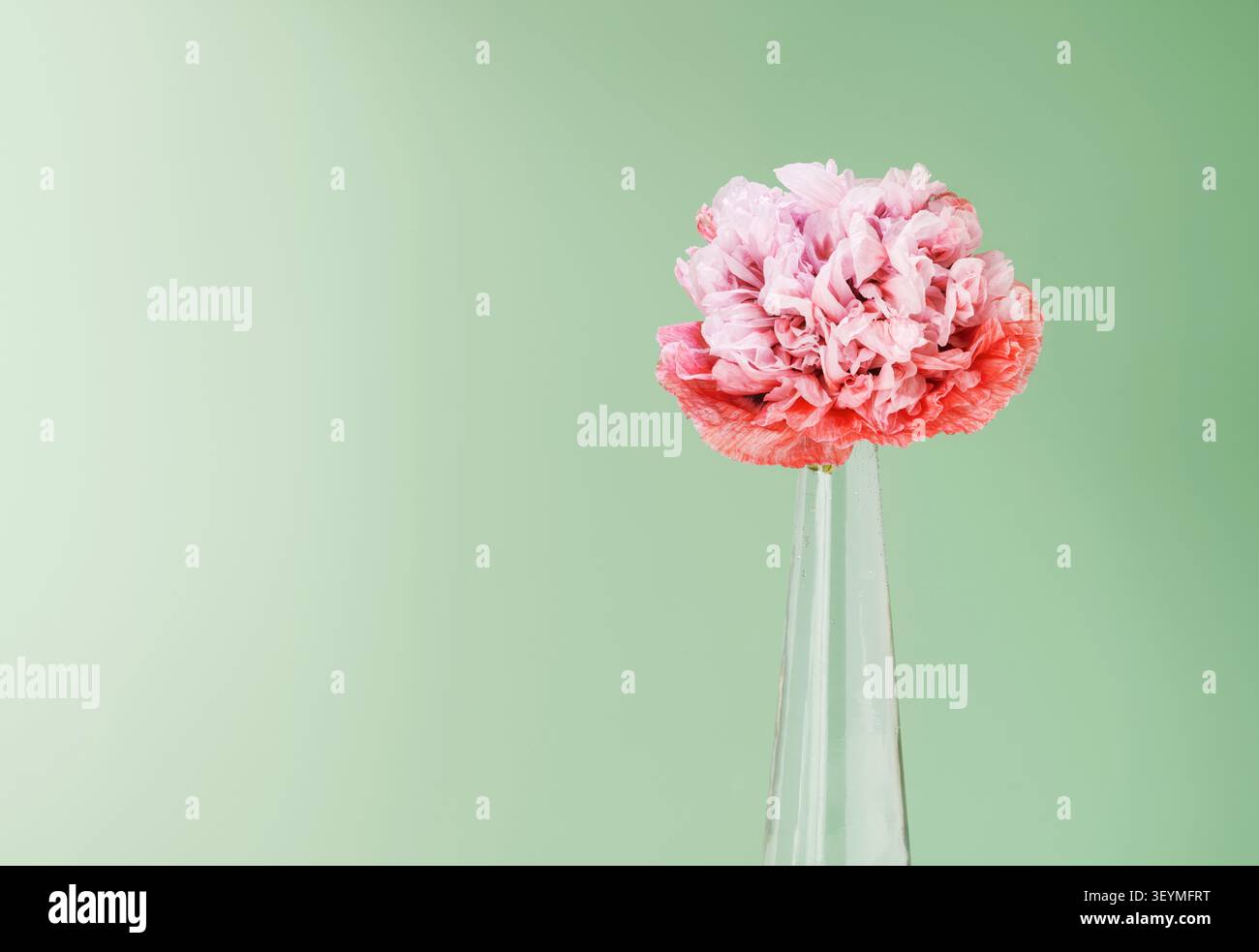 Papavero rosa a doppia testa su sfondo verde Foto Stock