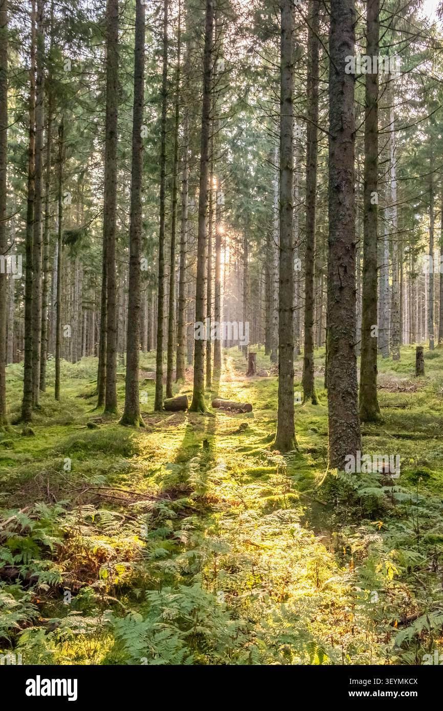 Tramonta attraverso alti pini in una foresta verde, Schwarzwald Foto Stock