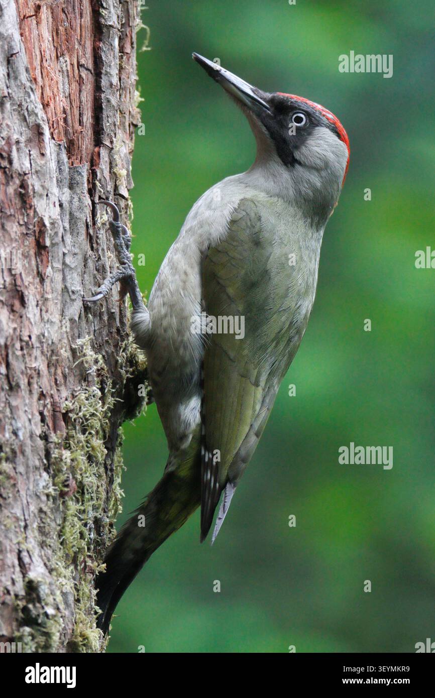 Picchio verde (Picus viridis) su un tronco d'albero, Regno Unito. Foto Stock