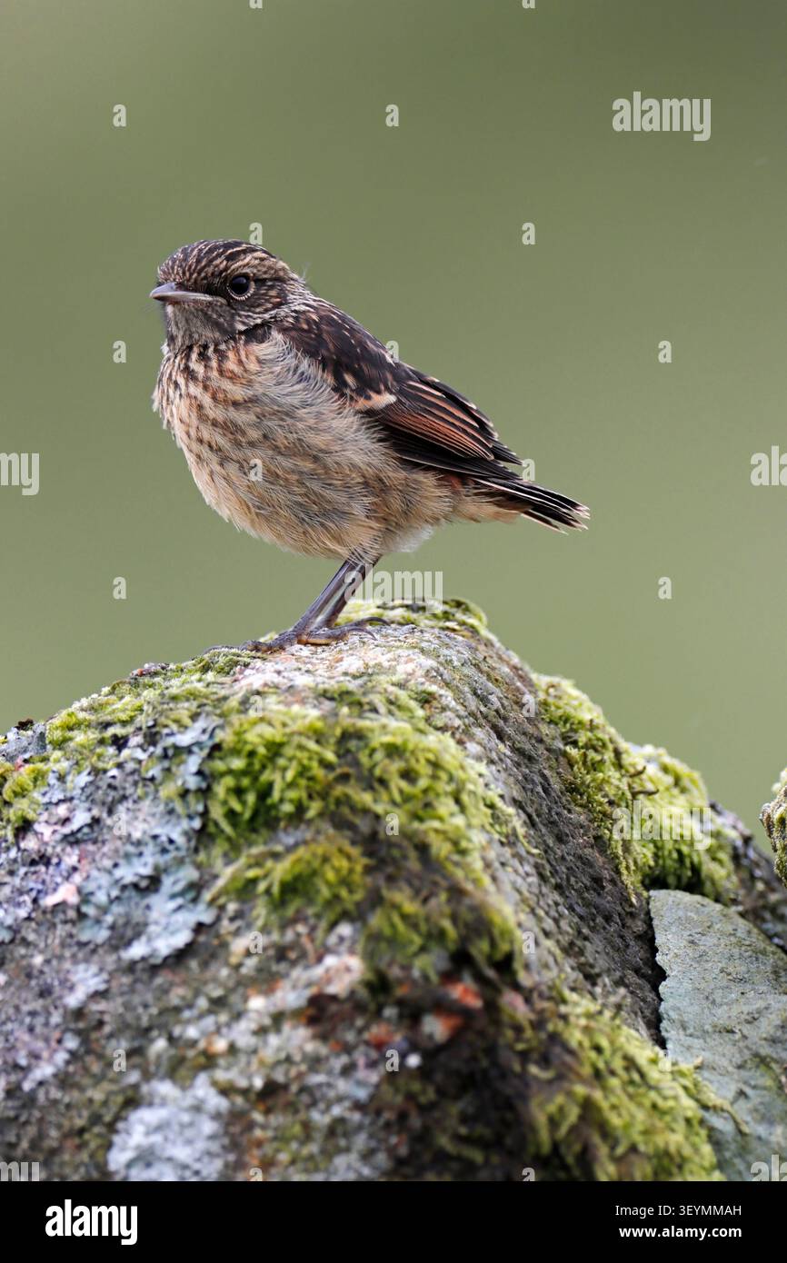 STONECHAT giovane, UK. Foto Stock