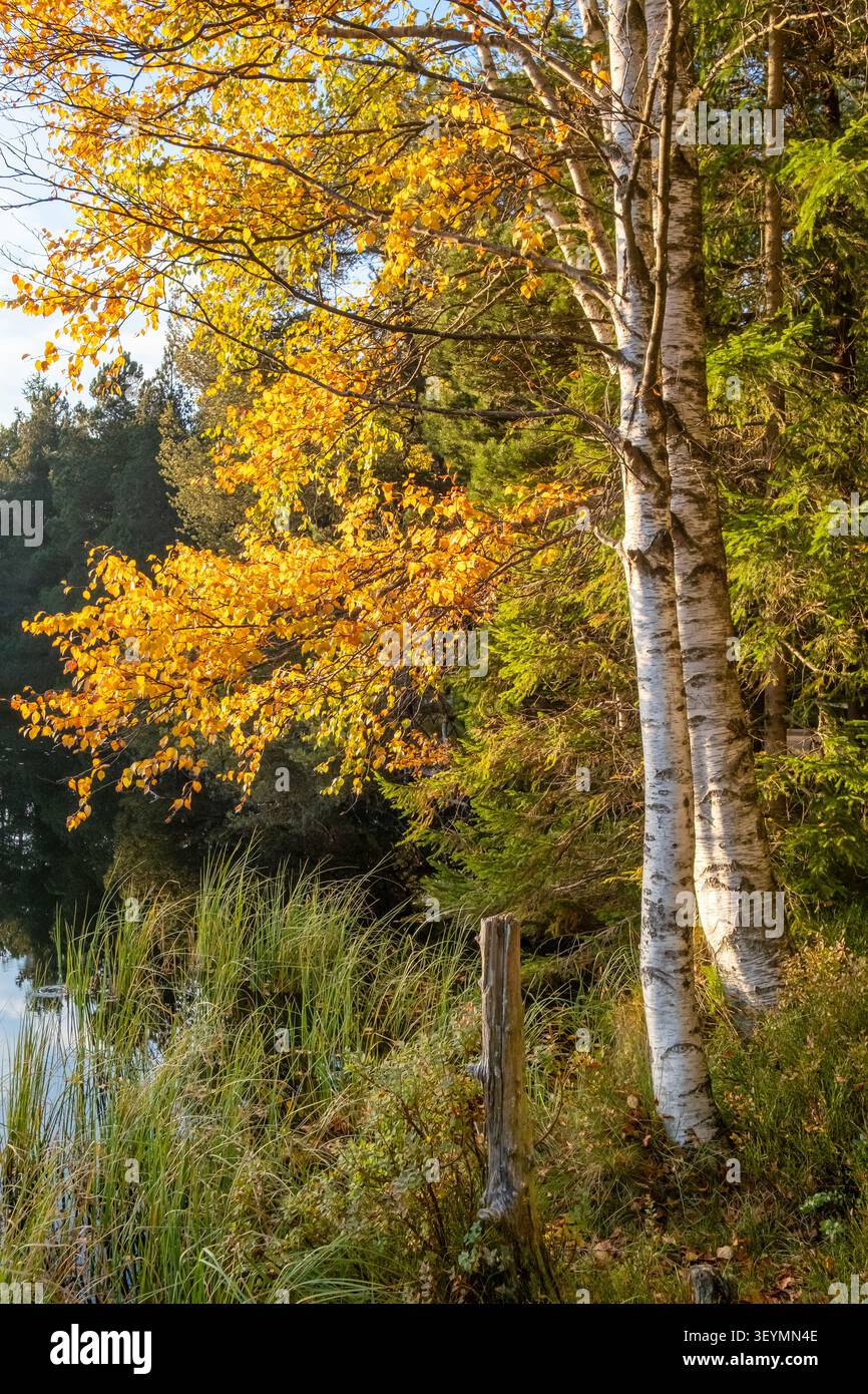 Betulla con foglie d'autunno dorate vicino a un lago Foto Stock