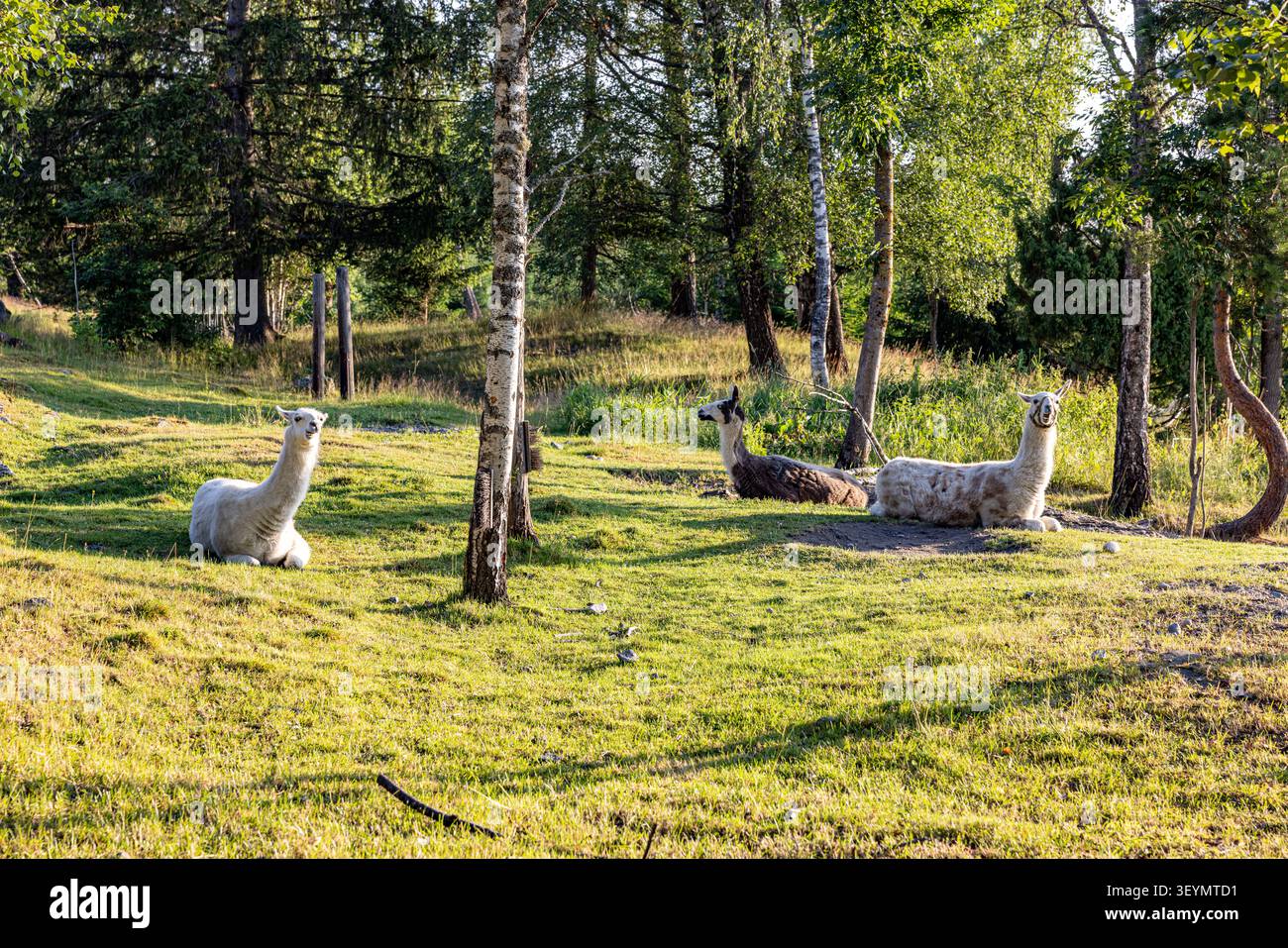 La luce del sole filtra attraverso alberi verdi alti. Gli alpaca riposano tranquillamente sull'erba morbida. I loro morbidi cappotti brillano di luce dorata. Gli alberi stanno vicini, gesso Foto Stock