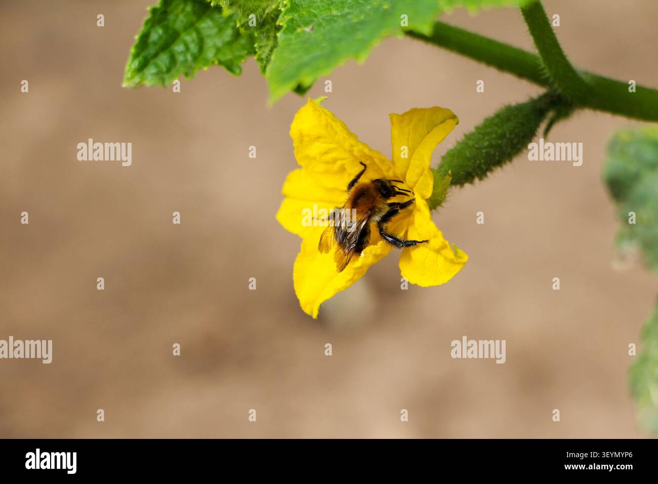 Bee impollinatori fiore giallo Foto Stock