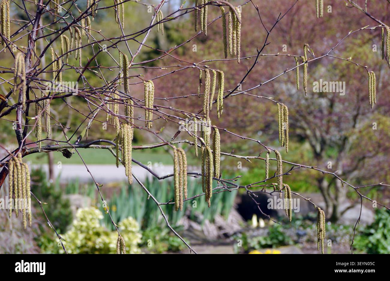 Corylus Avellana "Common Hazel" (Catkin) Flowers Grown at RHS Garden Harlow Carr, Harrogate, Yorkshire, Inghilterra, Regno Unito. Foto Stock