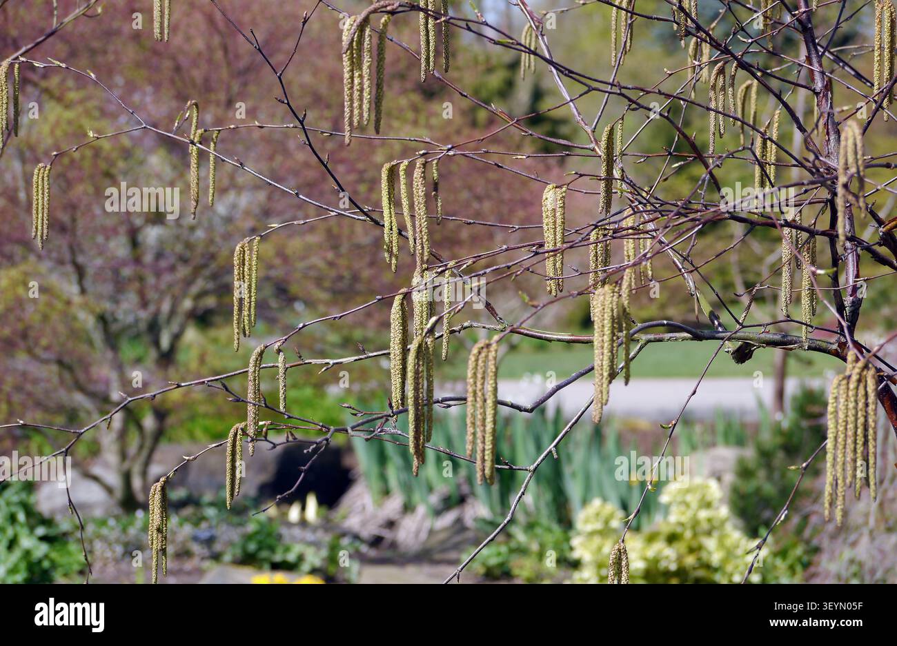 Corylus Avellana "Common Hazel" (Catkin) Flowers Grown at RHS Garden Harlow Carr, Harrogate, Yorkshire, Inghilterra, Regno Unito. Foto Stock