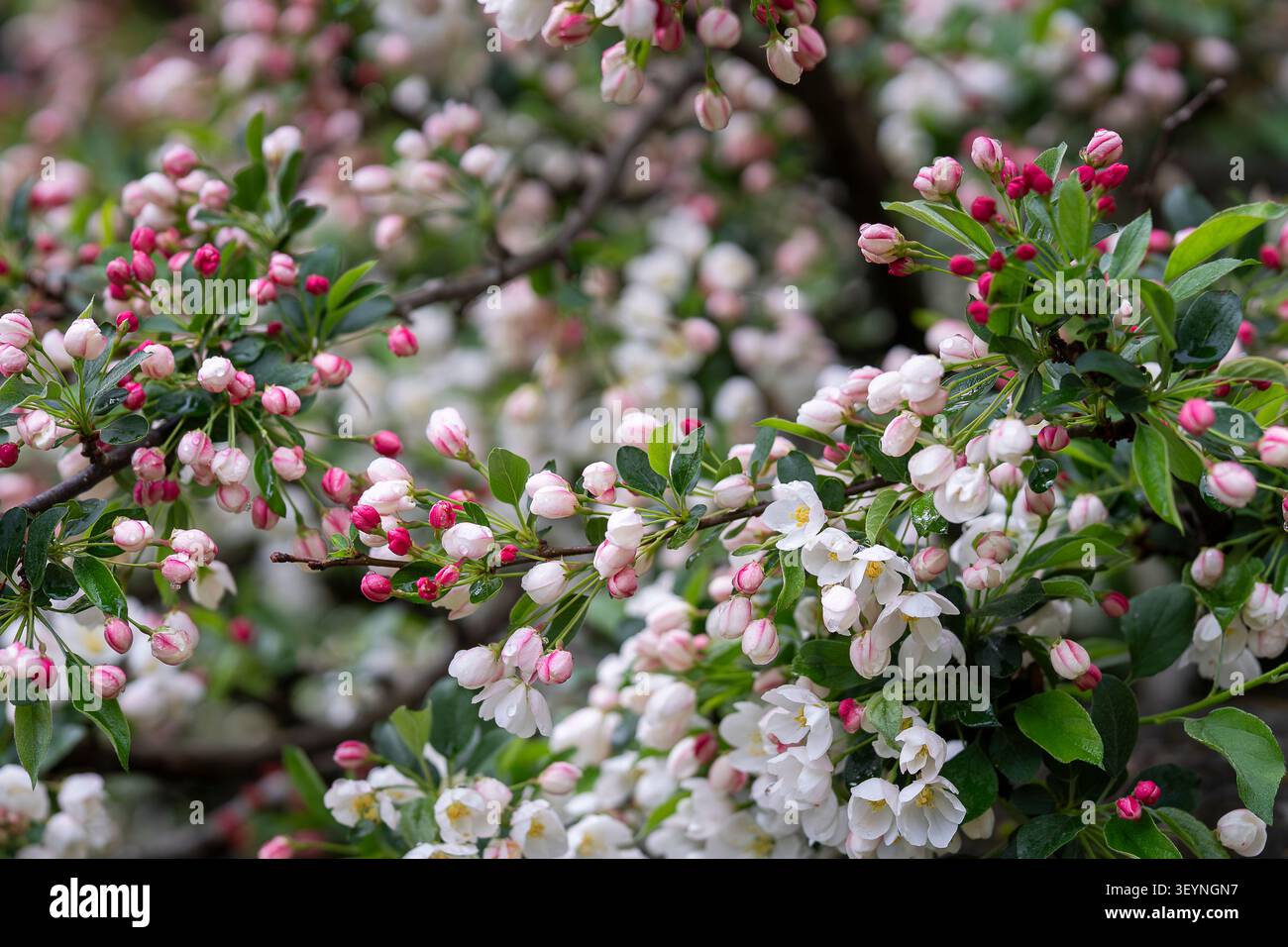Malus toringo sargentii granchio "Tina" ricoperto di boccioli di fiori rosa e delicati fiori bianchi in primavera, fotografato dopo la pioggia. Foto Stock