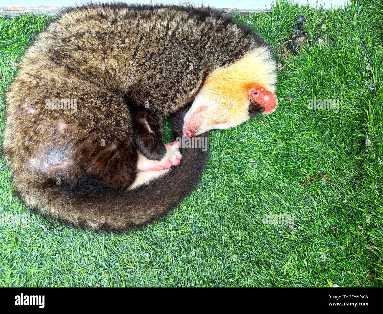 Affascinante foto della fauna selvatica di un piccolo opossum che riposa su una lussureggiante erba verde nel santuario della fauna selvatica di Sukabumi Foto Stock