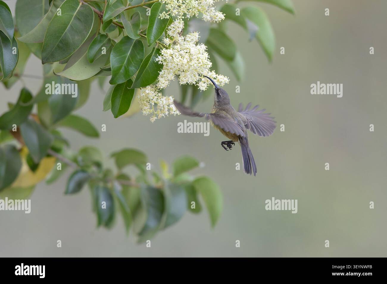 Una femmina di bronzo sunbird (Nectarinia kilimensis) che aleggia insetti. Foto Stock