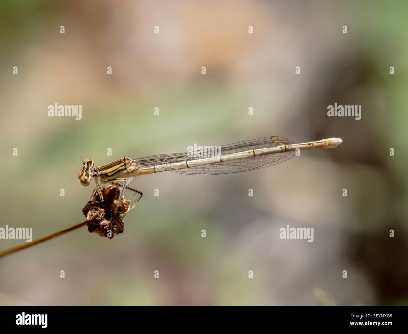 Una fotografia macro della libellula Platycnemis acutipennis appollaiata su uno stelo di pianta secca. Foto Stock