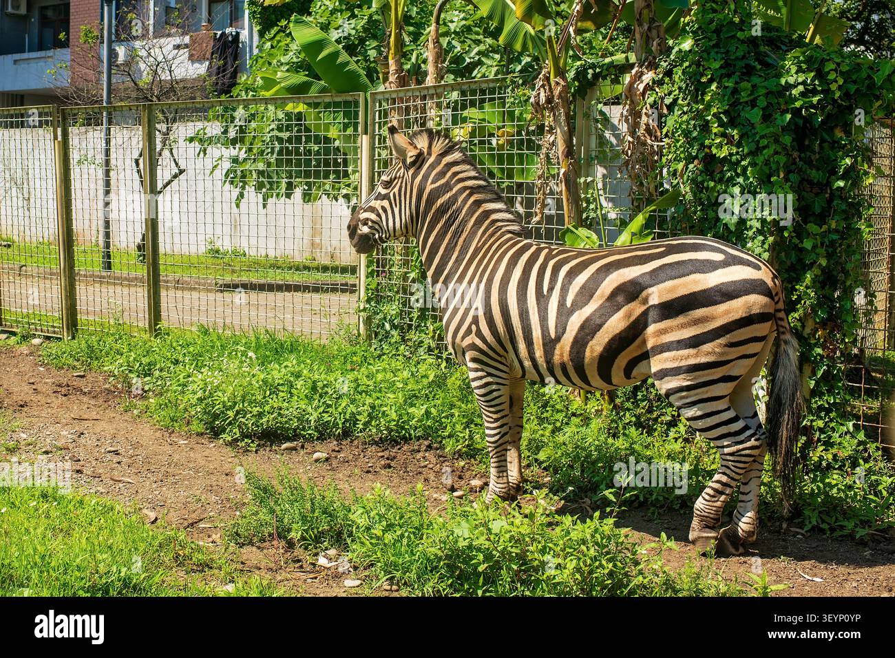 Zebra a strisce in piedi vicino a recinzione metallica in un recinto all'aperto dello zoo con erba verde e piante tropicali sullo sfondo Foto Stock