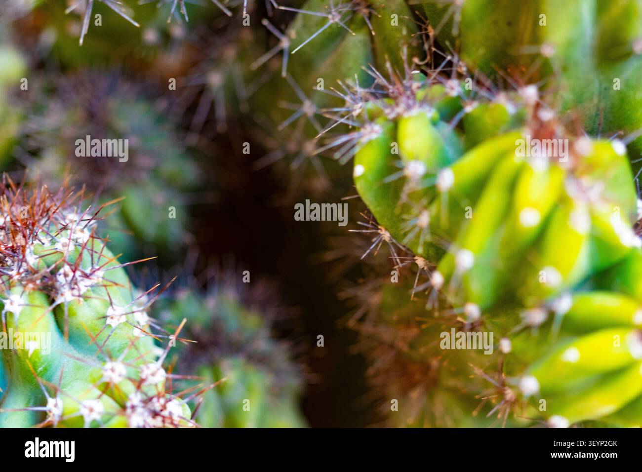 Pianta di cactus verde con punte Foto Stock