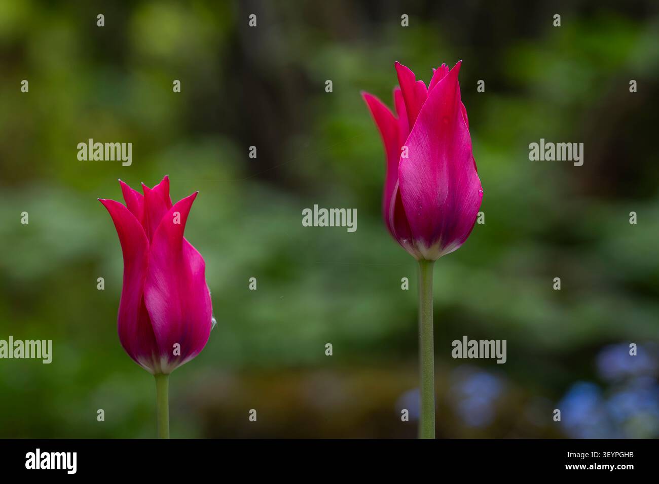 Due vivaci tulipani magenta Tulipa "Merlot" in fiore con eleganti petali appuntiti su un morbido sfondo verde del giardino. Foto Stock