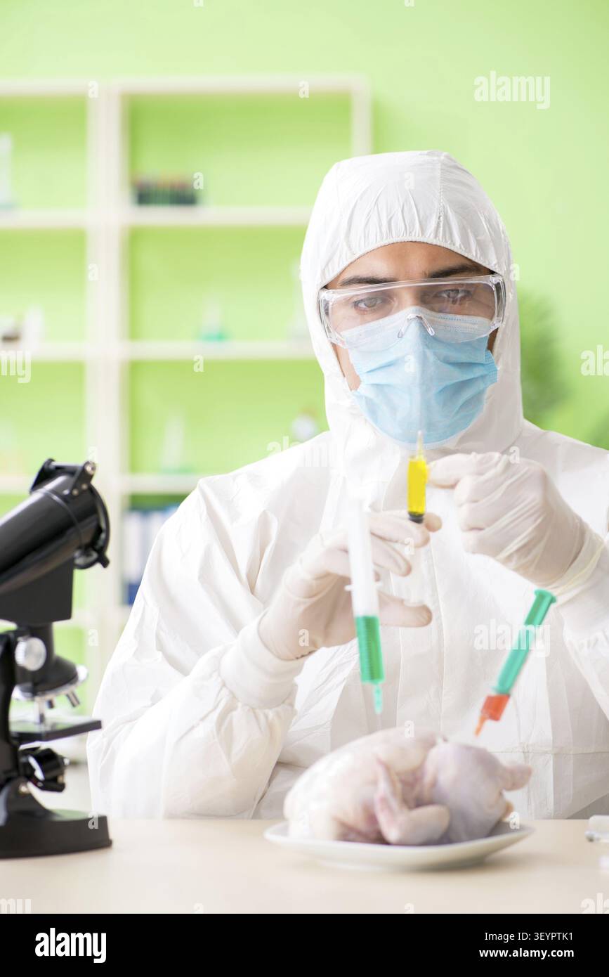 Assistente di laboratorio test pollo OGM Foto Stock