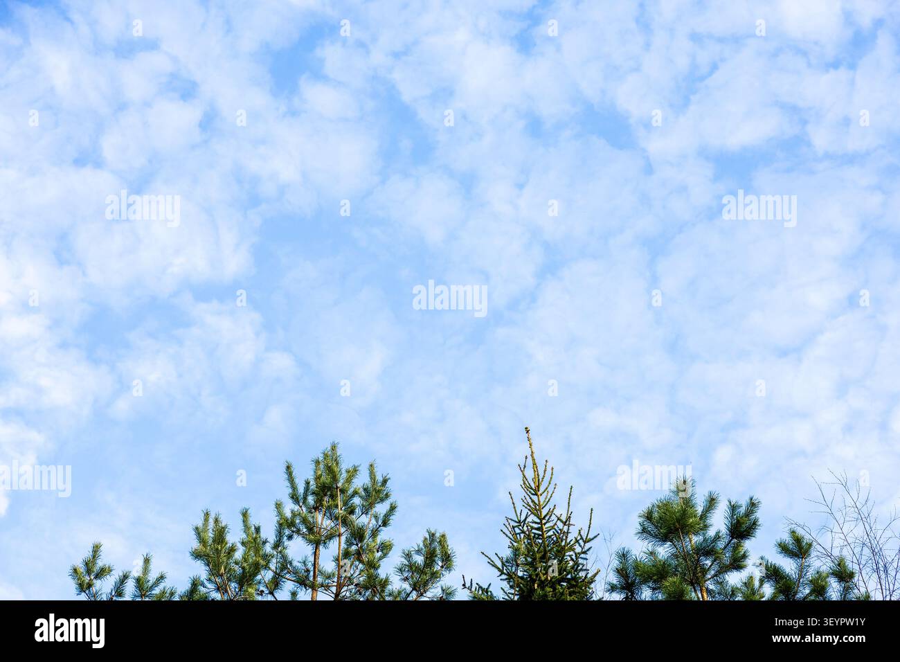 Nuvole di cumulus sparse nel cielo blu sopra le cime di conifere verdi il giorno di marzo Foto Stock