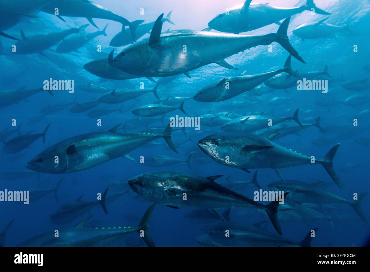 Tonno rosso atlantico, Thunnus thynnus, il pesce più pregiato al mondo in un aggregazione di deposizione nel Mediterraneo Foto Stock