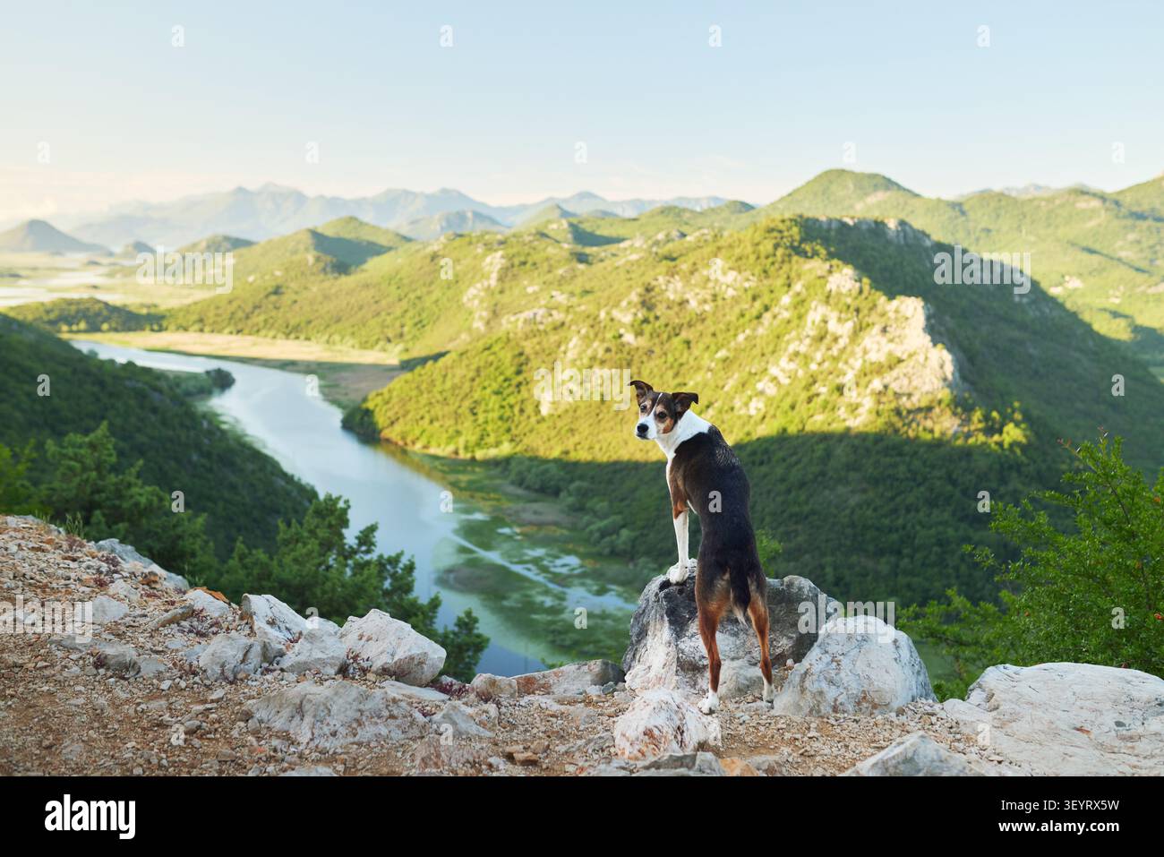 Un cane di razza mista sorge su un punto panoramico roccioso che si affaccia su uno spettacolare canyon di montagna circondato da verdi colline. Tranquillo scenario di viaggio all'aperto Foto Stock