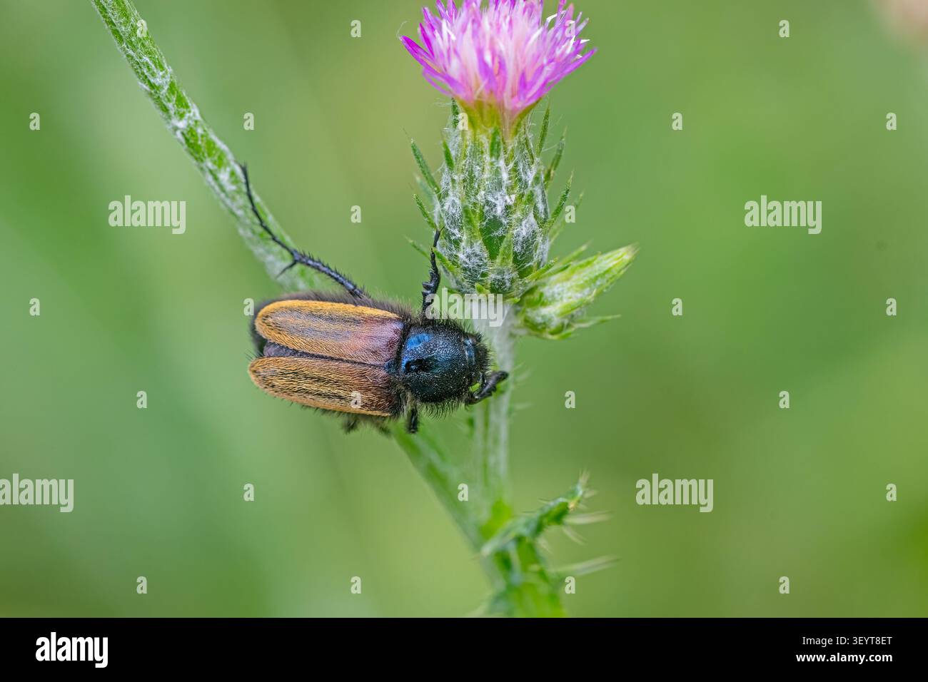 Foto macro di uno scarabeo Anisoplia con testa metallizzata blu-verde e coperture delle ali marroni aggrappate a un fioriere di fiori selvatici rosa-viola. Foto Stock