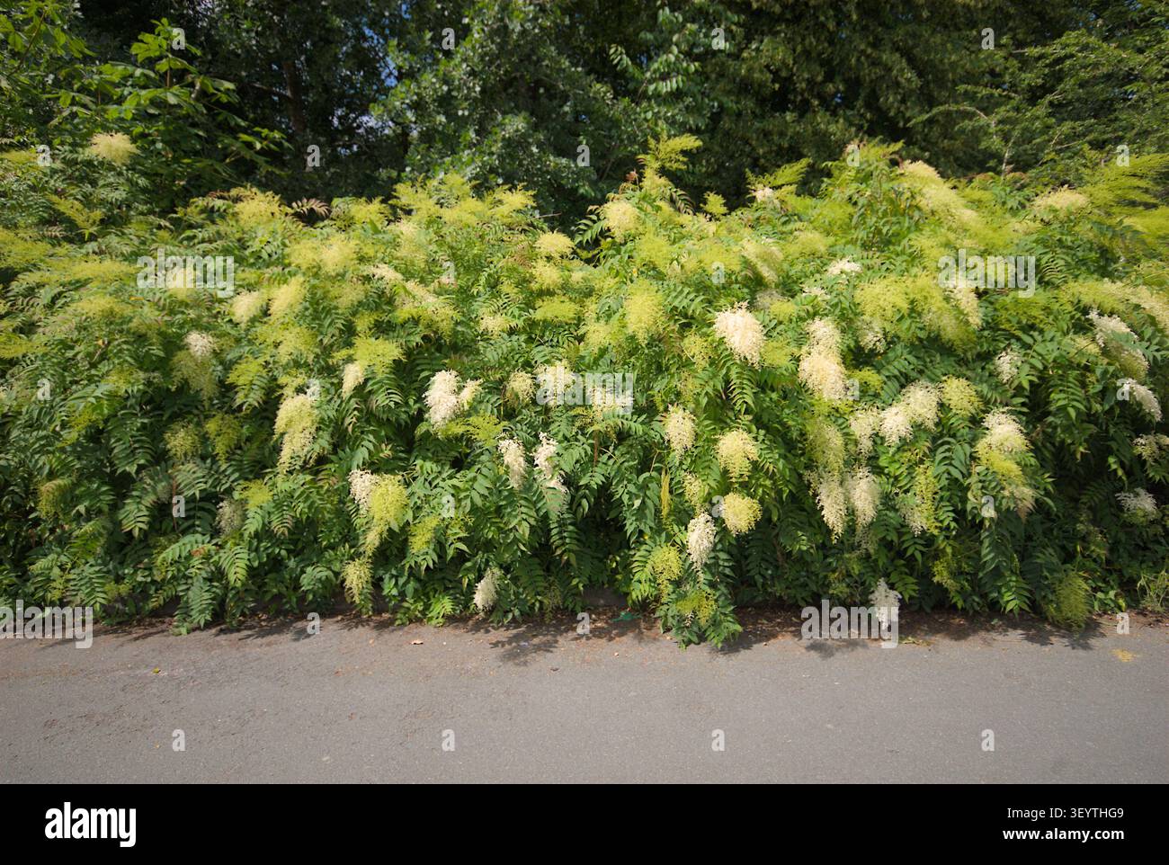 Sorbaria sorbifolia (Falsa barba di capra) che cresce selvatica Foto Stock