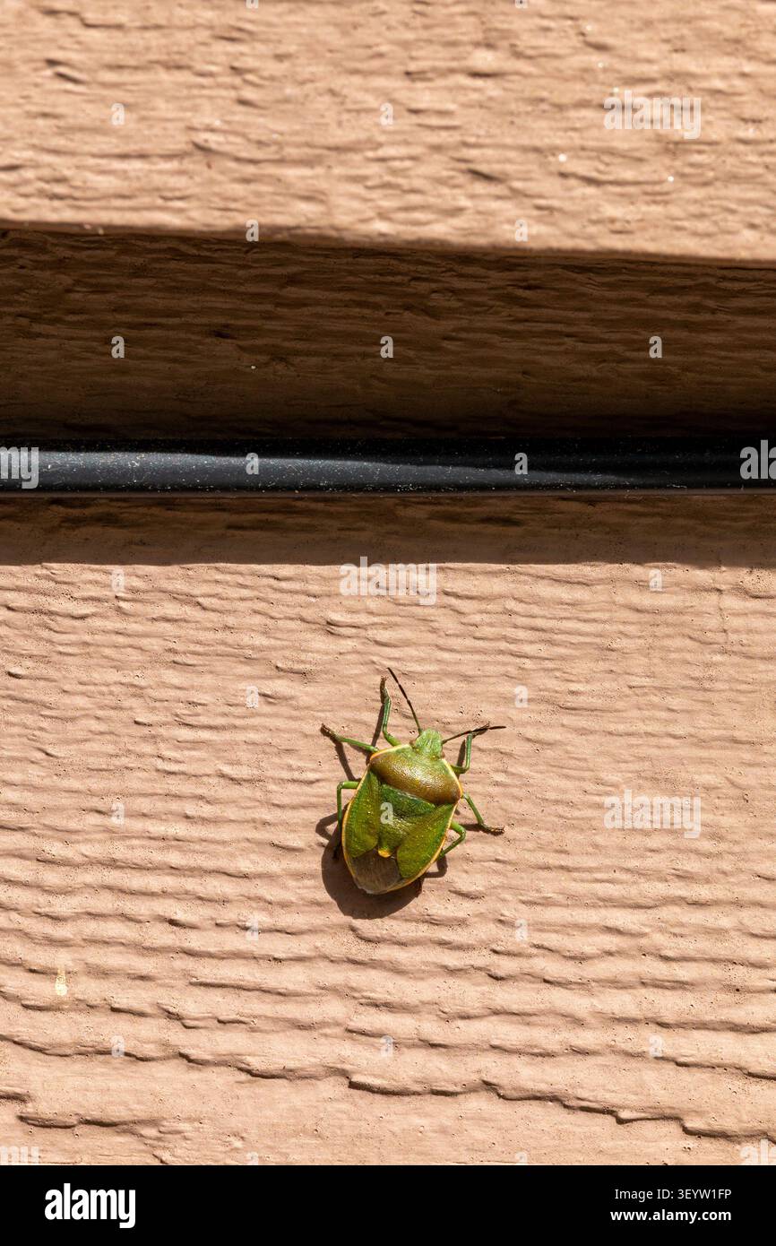 Uhler's Stink Bug, Chlorochroa uhleri, coleottero verde sul muro di casa o capannone Foto Stock