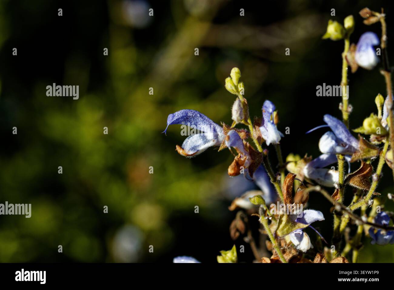 La salvia officinalis, salvia o salvia comune, è un arbusto perenne sempreverde, con steli legnosi, foglie grigie, e da blu a fiori violacei. Foto Stock