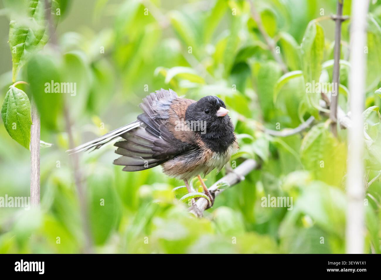 Uno Junco dagli occhi scuri al lago Stow a San Francisco, California. Foto Stock