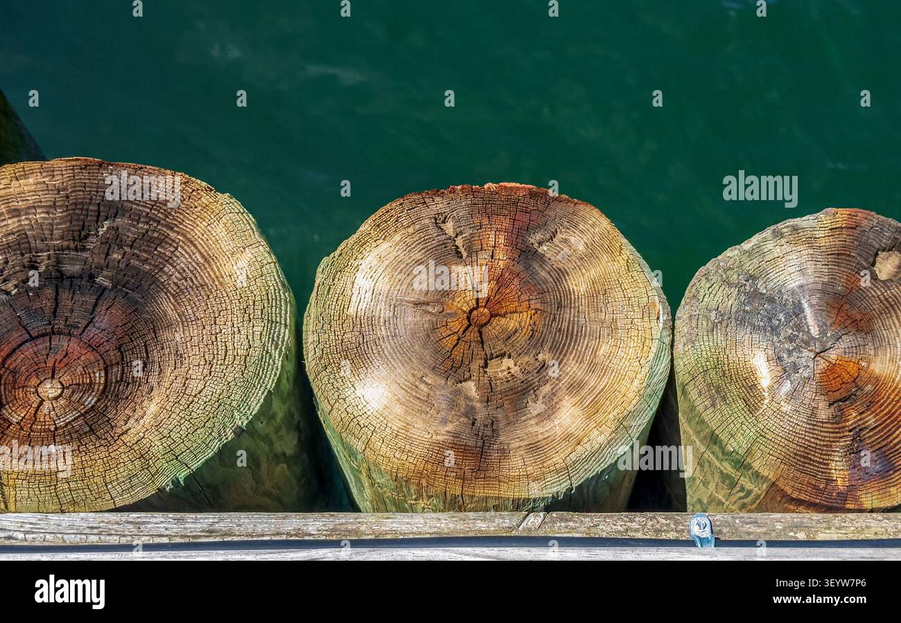 Primo piano dei frangiflutti in legno nell'acqua con anelli di crescita annuali visibili Foto Stock